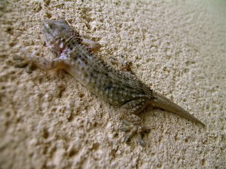 gecko
